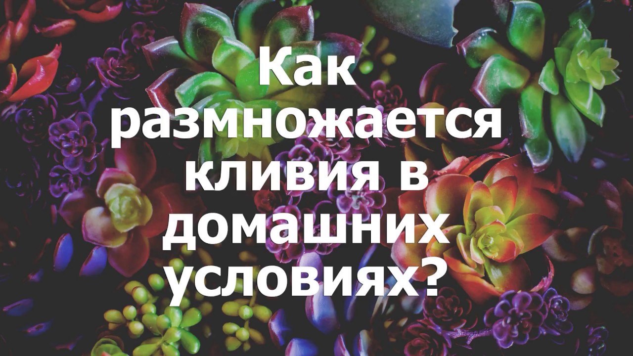 Как размножается кливия в домашних условиях?