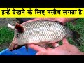 इन्हें देखने के लिए नसीब लगता है || Most unique and Rare fish in the world