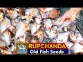 Rupchanda Fish Seeds | Fish Farming | Rupchand Fish Farming | Fish Seeds Hatcheries | Aqua Factory
