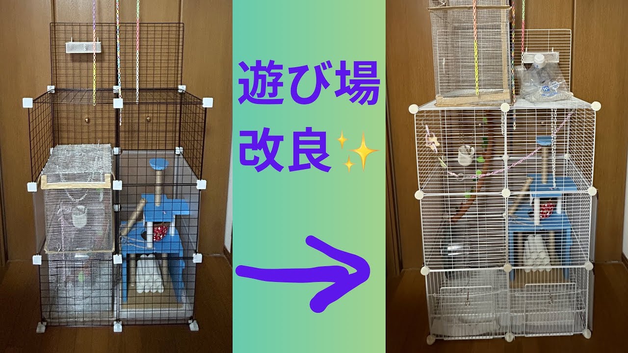 Husbandry Diary 58][Cage Upgrade] Improving my sugar glider's play