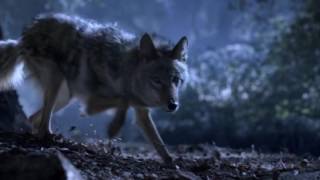 Волчонок 3 сезон 2 часть