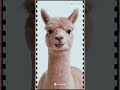 【開開心心！小動物的微笑超治癒~】微笑，是無需翻譯的語言，是傳達感情最直接的方式。送你一組小動物微笑證件照，別忘了隨時嘴角上揚，露出你最美的笑容。