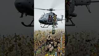 Wild Boar Invasion in Grape Garden! Helicopter Rescue Team Hunts Them Dow #animals #wildlife
