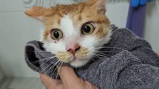 꾹이, 5개월만에 목욕!  고양이 목욕 2번째