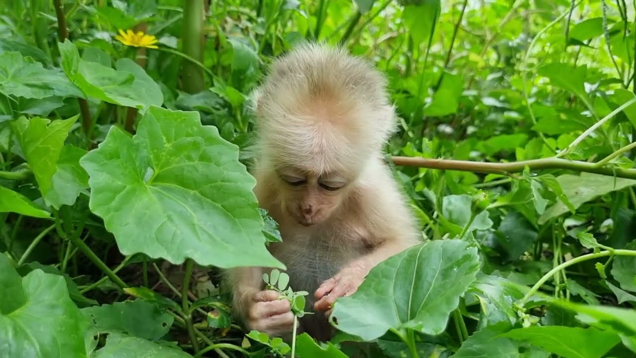 baby monkey finding something to eat YouTube
