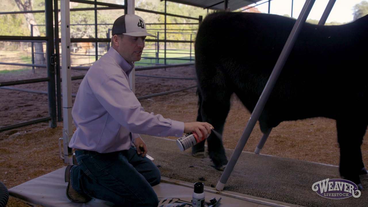 Fitting a Calf's Leg - Weaver