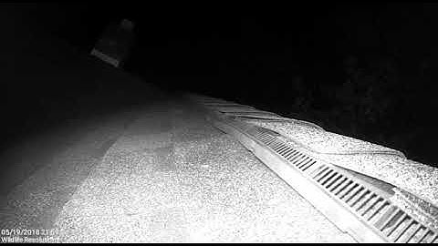 Bat easily getting into a ridge vent.