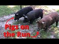 The Pigs ESCAPED!