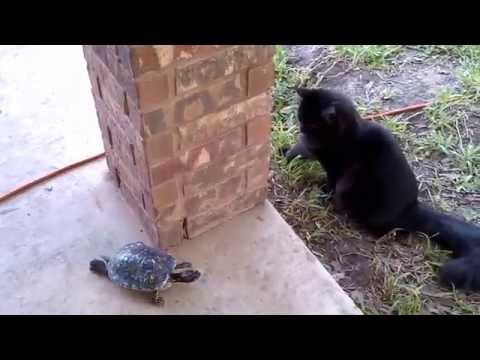 Video Cat and turtle / Догонялки с черепахой