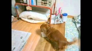 湯たんぽ犬