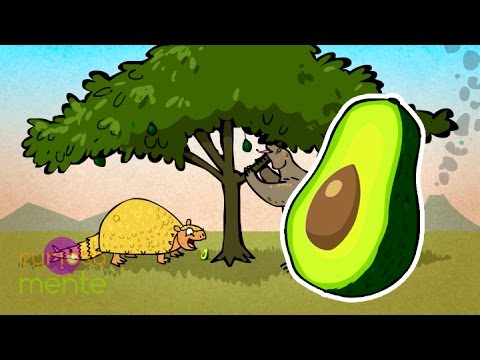 Video: ¿Casi se extinguieron los aguacates?