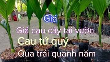 Giá cau xuất khẩu mới nhất 
