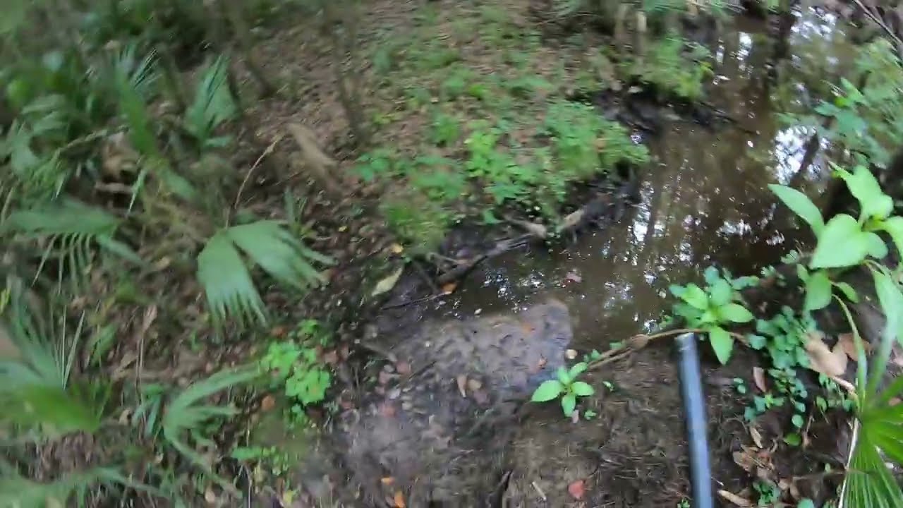 DEER DOG HUNTING 2025 FIRST RACE OF THE YEAR!!!