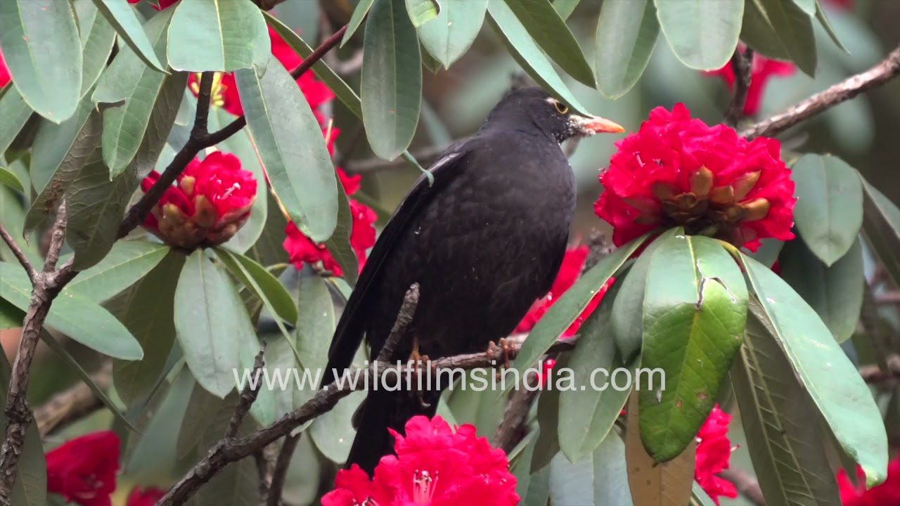 Maroon Oriole calls melodiously while Grey-winged Blackbird gets Rhododendron pollen on its face