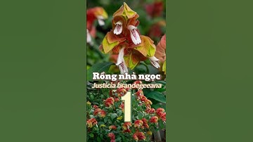 phần 1 | Rồng Nhả Ngọc (Justicia brandegeeana): Cây cảnh Độc Lạ phải có trong vườn nhà bạn