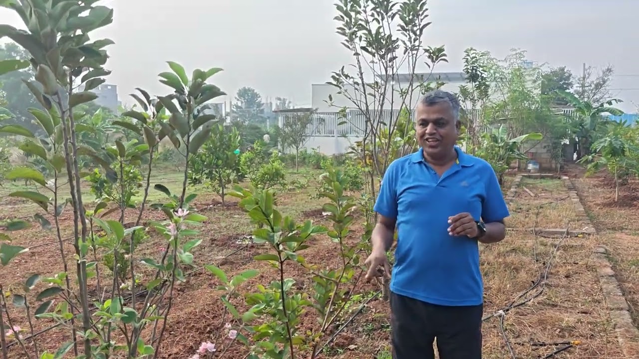 ನೀವು #ಬೆಂಗಳೂರಿನಲ್ಲಿ #ಸೇಬುಗಳನ್ನು ಬೆಳೆಯಬಹುದು​🤯 You CAN Grow #Apple #farming Trees in #Bangalore! 🤯