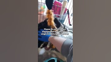 Support us! Click the link in our channel description to help. Every pledge is appreciated! 🐾