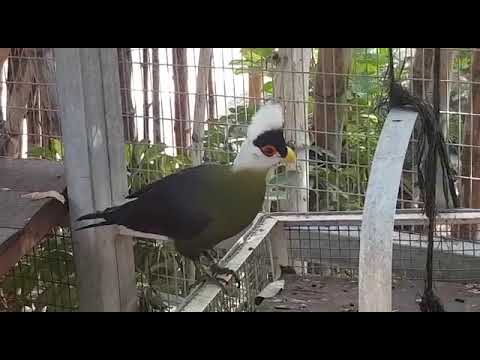White-crested turaco