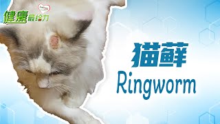 【健康最给力】猫藓