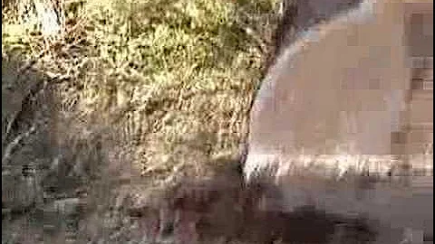 Money Grows On Trees