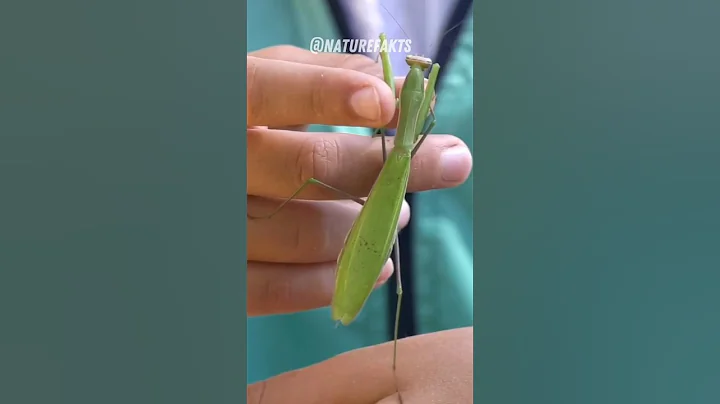 Secrets of the Praying Mantis | Masters of Stealth and Seduction