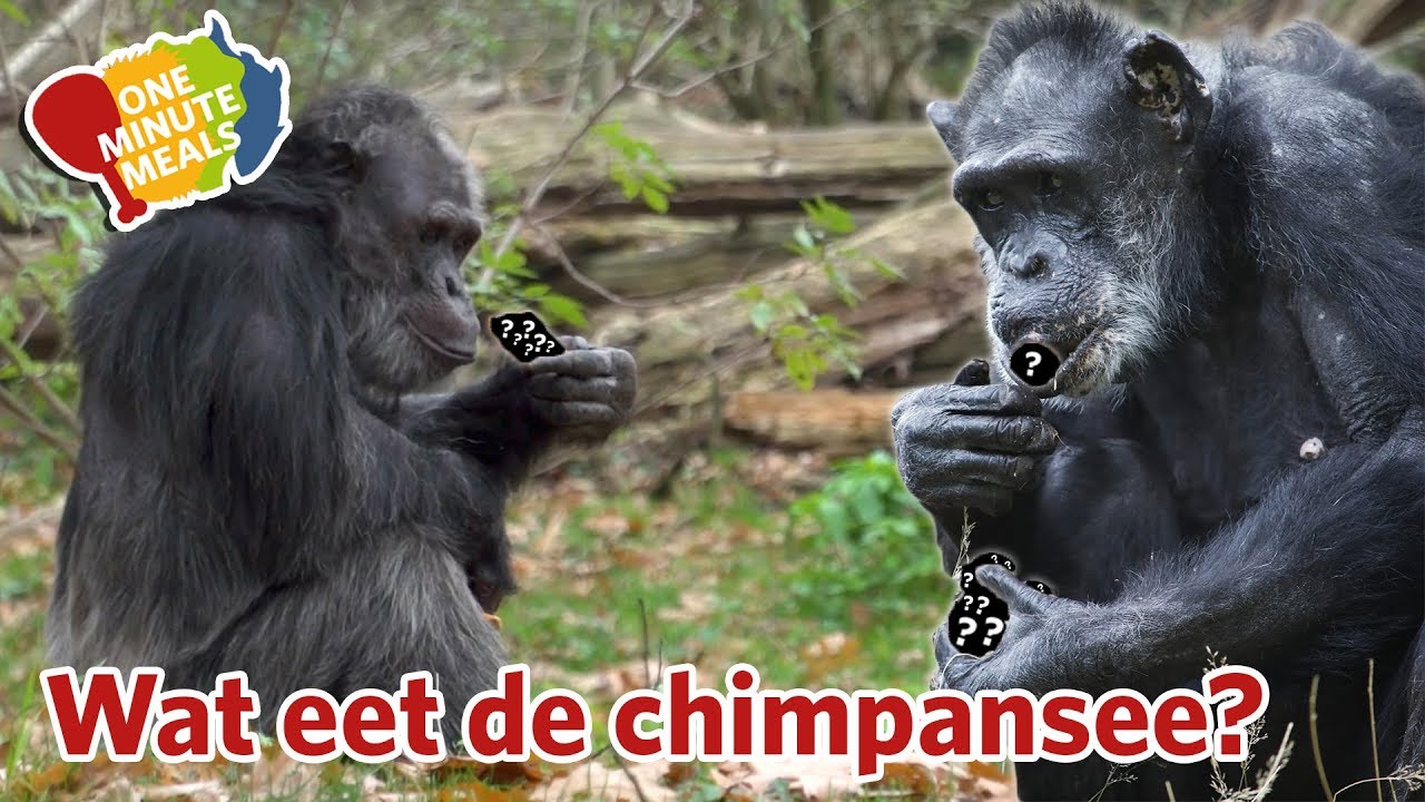 Wat eet een chimpansee? | One Minute Meals - YouTube