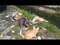 Ajak kucing main diluar rumah. My cat part 16