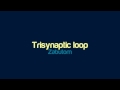 Miniature de la vidéo de la chanson Trisynaptic Loop