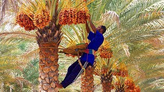 Phoenix dactylifera, commonly known as date or palm, is a flowering
plant species in the palm family, arecaceae, cultivated for its edible
sweet fruit. ...