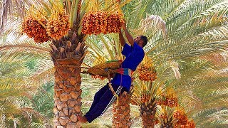 Dates palm Harvesting by Shaking Machine  Packing Dates Modern Agricultural Technology