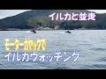 【Kayak】カヤックでイルカウォッチング【Dolphin watching】