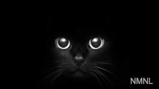 Black Cat- (IS)