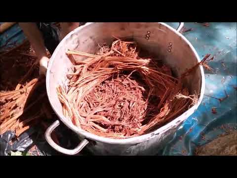 Pure Caapi Vine Microdose Extracts - How we make it. JungleMedicineHouse.com