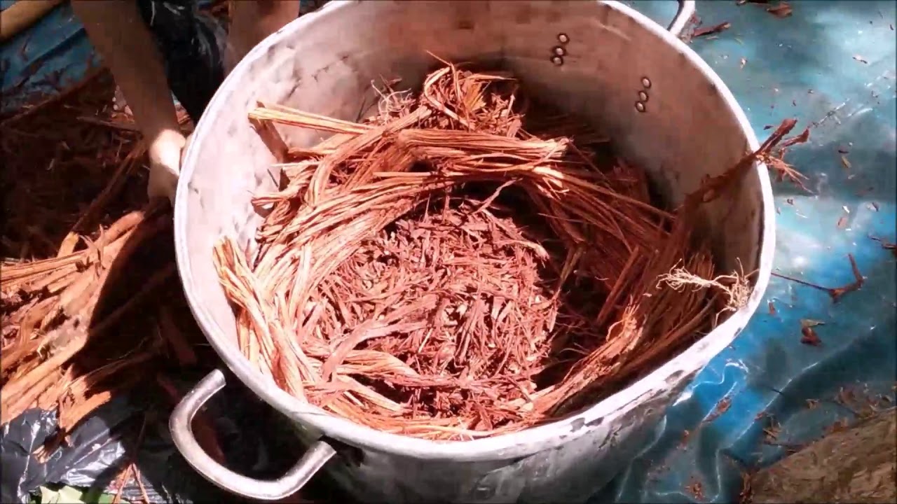 Pure Caapi Vine Microdose Extracts - How we make it. JungleMedicineHouse.com