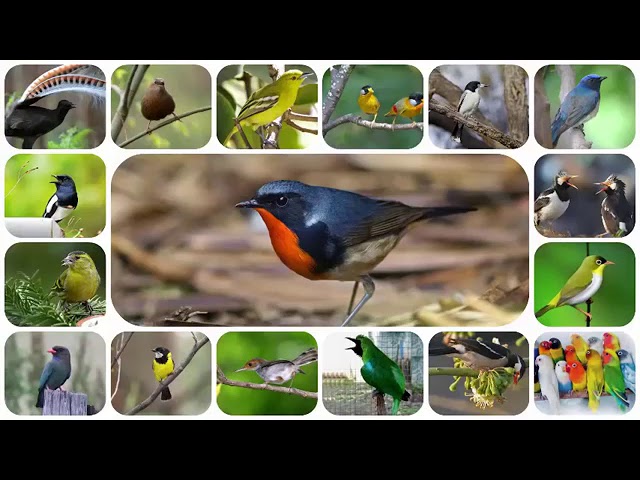 Kompilasi Suara Burung Masteran Terbaru - Full Durasi Panjang class=