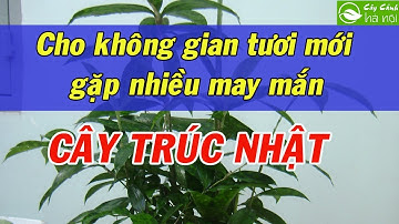 Cây trúc Nhật cho không gian tươi mới và gặp nhiều may mắn