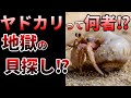 【ゆっくり】大事なのはエサより貝殻!ヤドカリの生態とは⁉