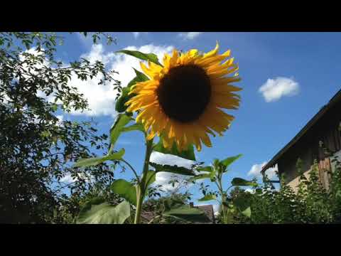 Freudensprung