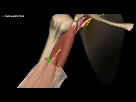 Obere Extremität - Plexus brachialis - Verläufe der Nerven (2/4) - 3D