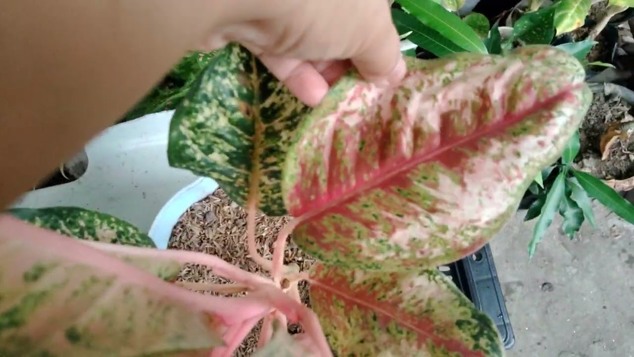 24 KARAT vs 10 KARAT AGLAONEMA