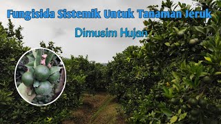 Fungisida Sistemik Tanaman Jeruk Dimusim Hujan