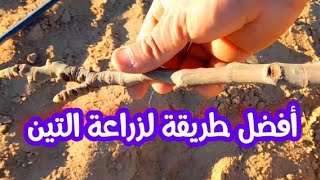 تعلم طريقة زراعة التين من الأغصان في المناطق البعيدة عن الماء?☘?