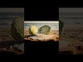 Fresh cabbage splitting satisfying ASMR #cutting #oddlysatisfying #shorts
