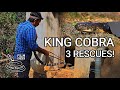 Deadly venomous King cobra rescues, the longest venomous snake in the world, Ajay Giri in India