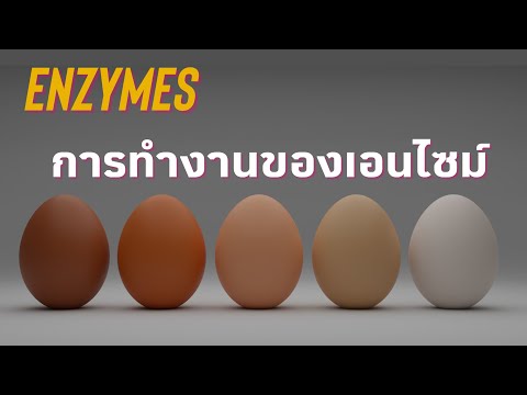 Enzymes-004 : การทำงานของเอนไซม์