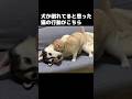 犬が倒れていると思った猫の行動がかわいい...#shorts