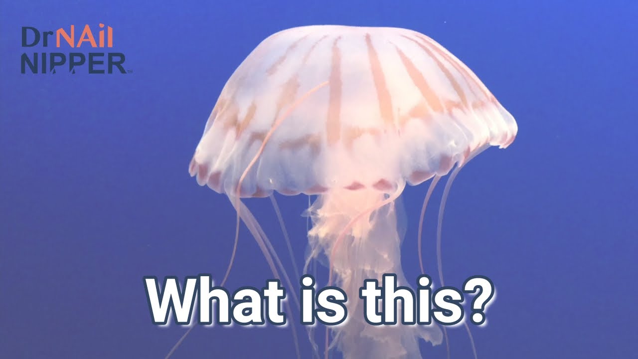 Dr Nail Nipper and the Aquarium (2022)