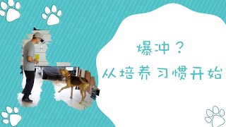 如何培养狗狗耐心养成不爆冲的习惯幼犬寄养/训练第二天,tank