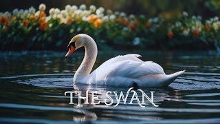 Camille Saint-Saëns - The Swan [Soothing] Instrumental Music
