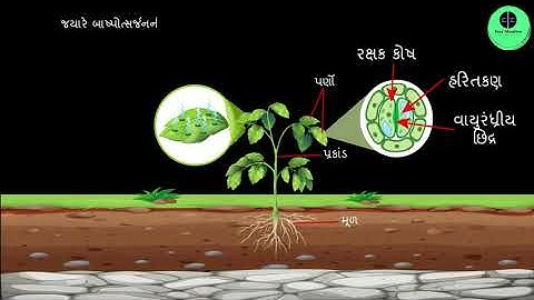 ધોરણ 10 | Science | Chapter 6 |  જૈવિક ક્રિયાઓ | વિષમપોષી પોષણ| GSEB | Gujarati